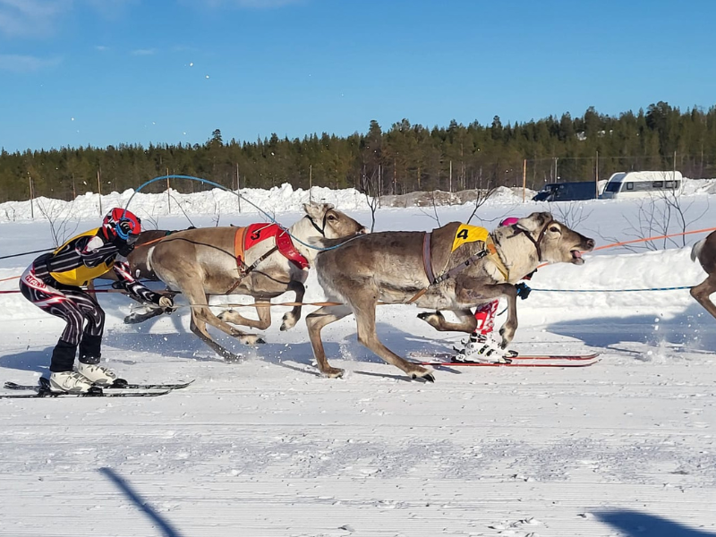 Reindeer races are one of the unique cultural events in Lapland