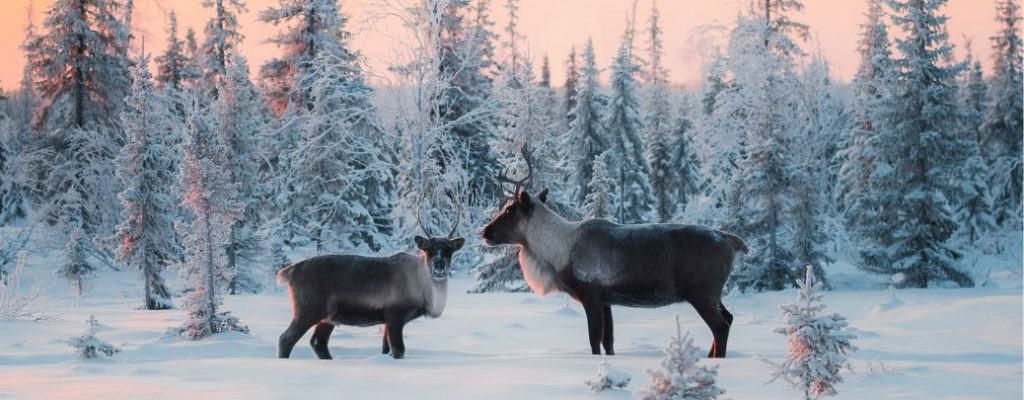 studying tourism in Lapland