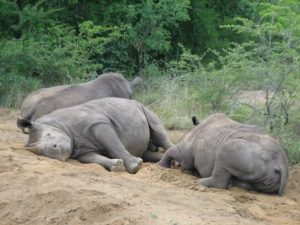 rhinos_southafrica_big_five_animals.