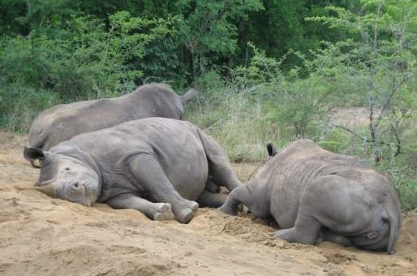 rhinos_southafrica