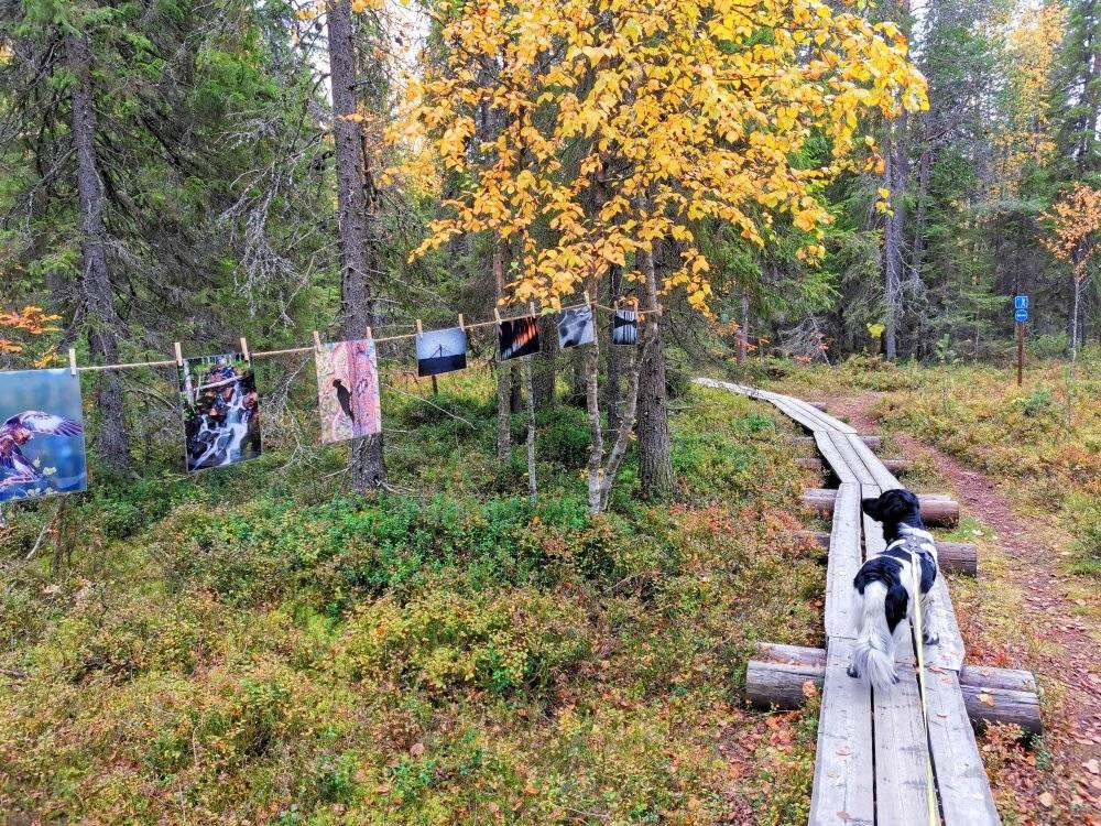 Ounasvaara nature trail autumn colors