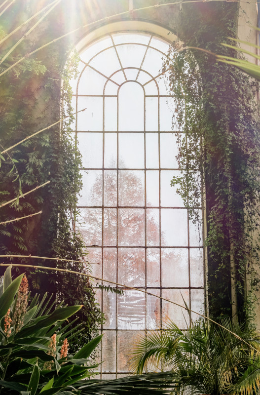 A window and plants in the Royal Botanic Garden Edinburgh