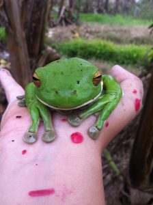 Big treefrog from the Innisfail bananafarm