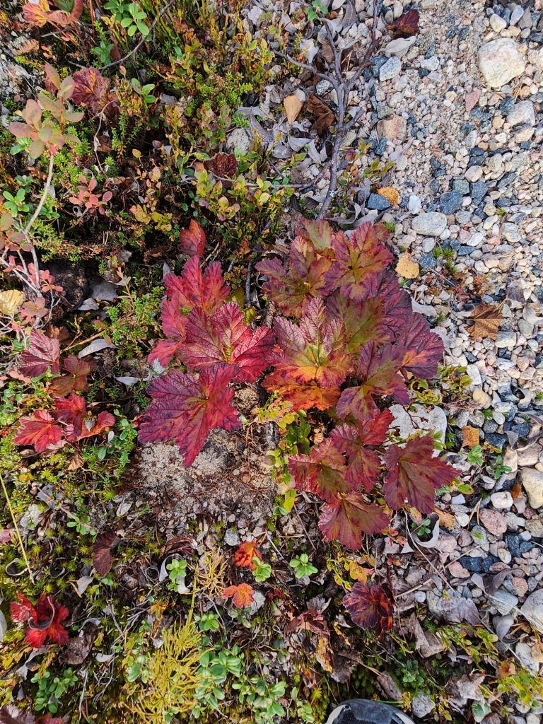 Cloudberry leaves in red outfit.