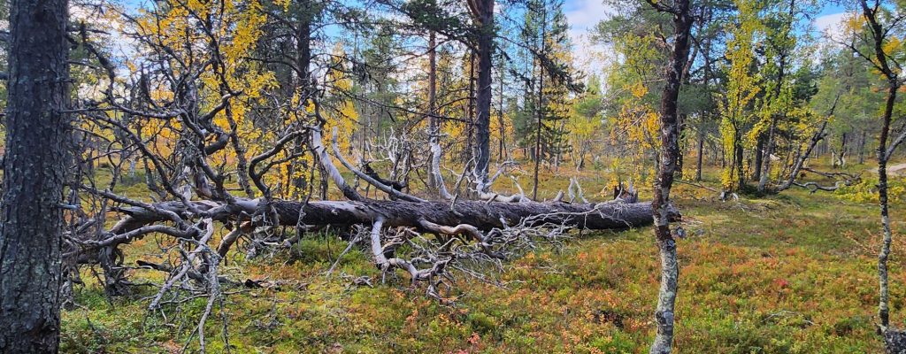 An old fallen tree.