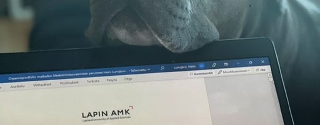 A dog and a computer.