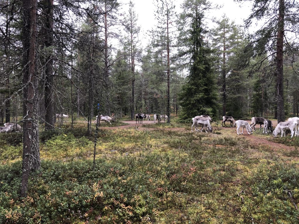 Reindeer eating in Ounasvaara on the gravel route. 