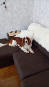 A dog relaxing on the sofa.