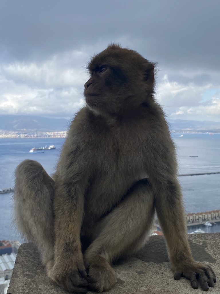 a monkey sitting on a rock and behind it there is a view from Gibraltar sea.