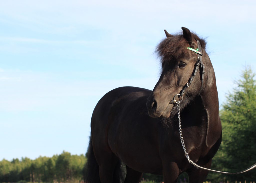 Shetlanninponi Pokeri komeudessaan.