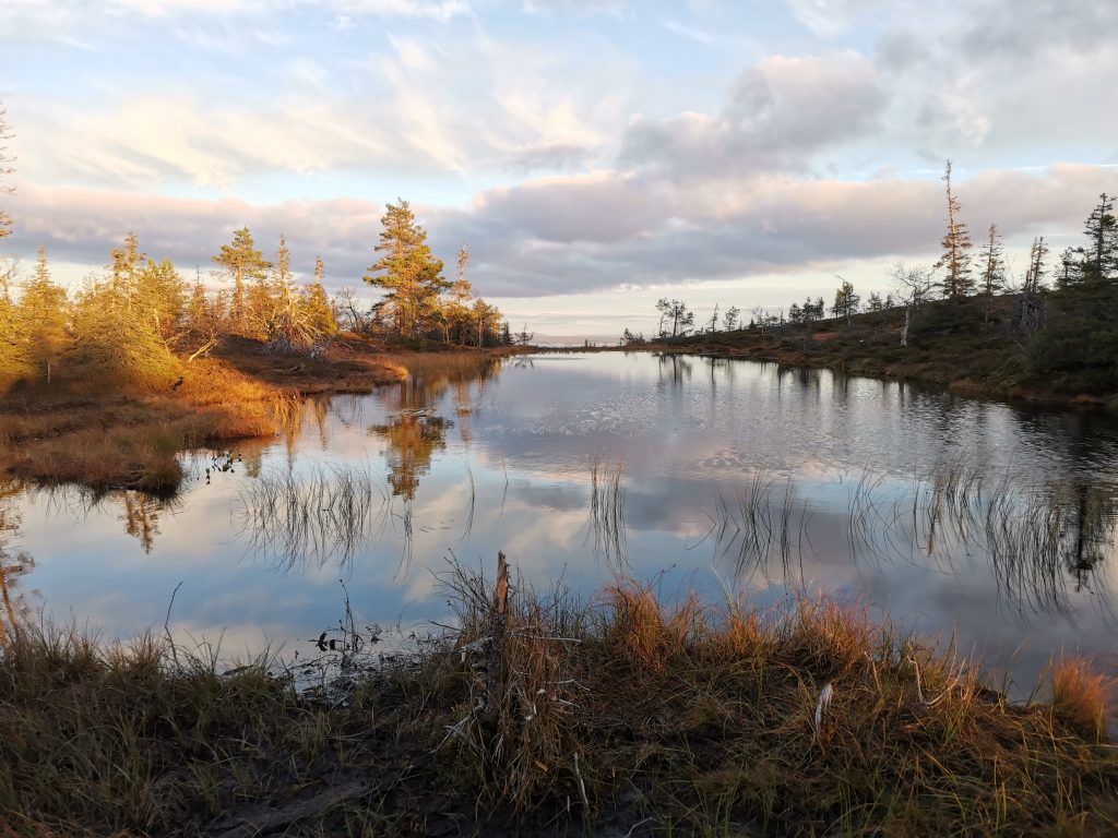 Lappish nature with autumn colours.