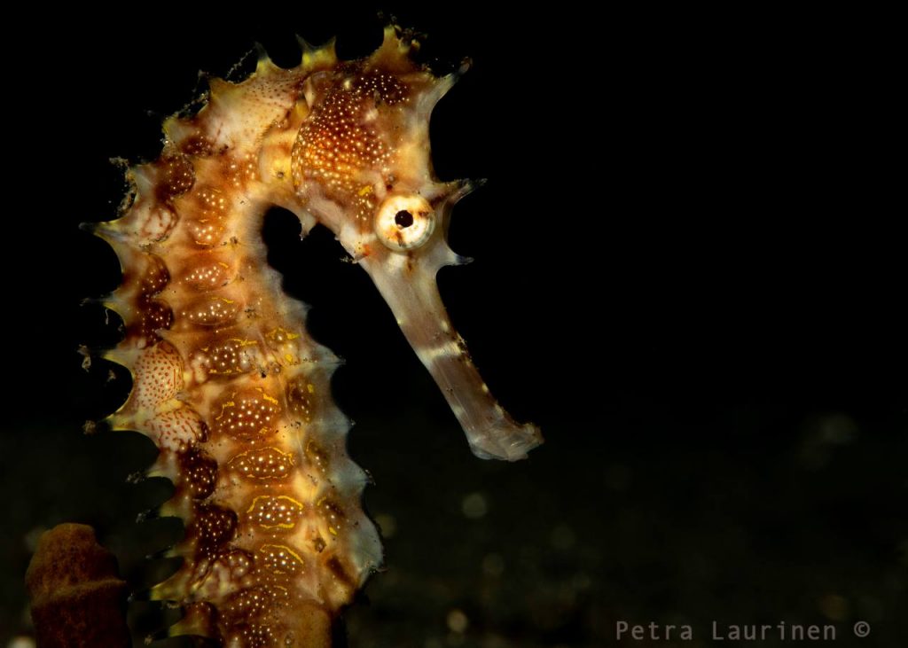 A spiny seahorse in LEmbeh strait, Indonesia.