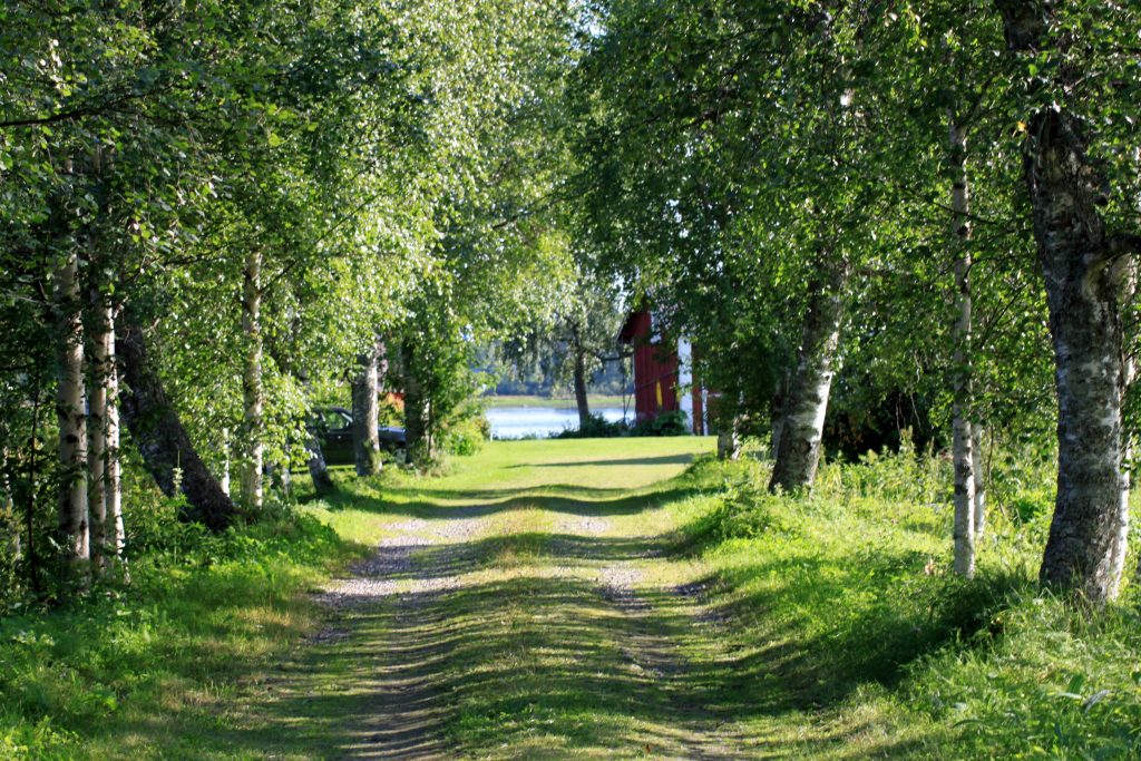 Kesäinen koivukuja Tornionjoen rantaan