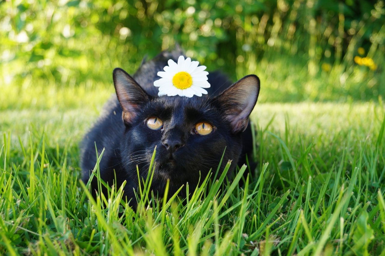 Nurmikolla on musta kissa, jolla on päivänkakkara pään päällä.