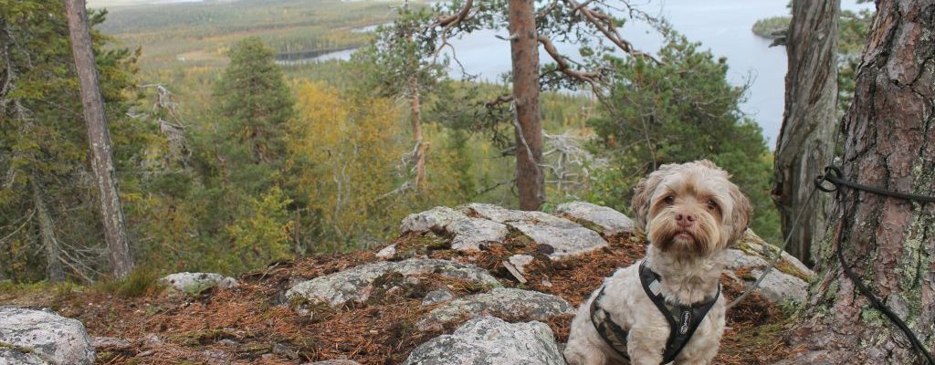 Pieskänjupukka lookout in Pello. A dog sitting on a rock, a lake in the distance.