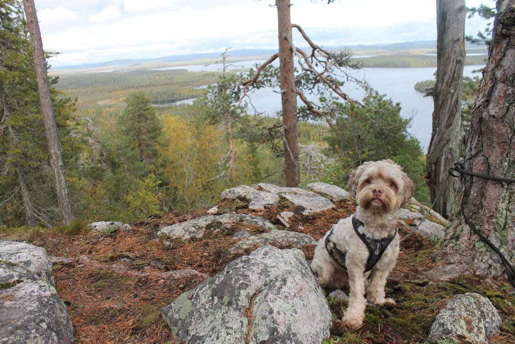 Pieskänjupukka lookout in Pello. A dog sitting on a rock, a lake in the distance.