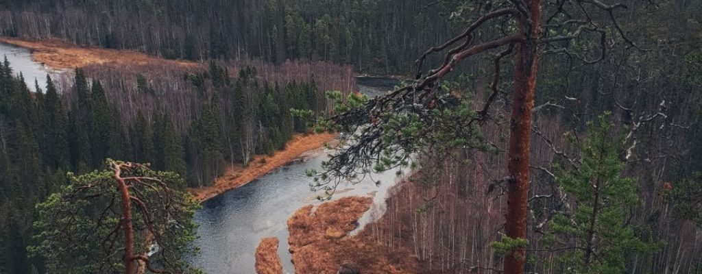 A person standing on the edge and looking at the winding river in Oulanka national park in Lapland.