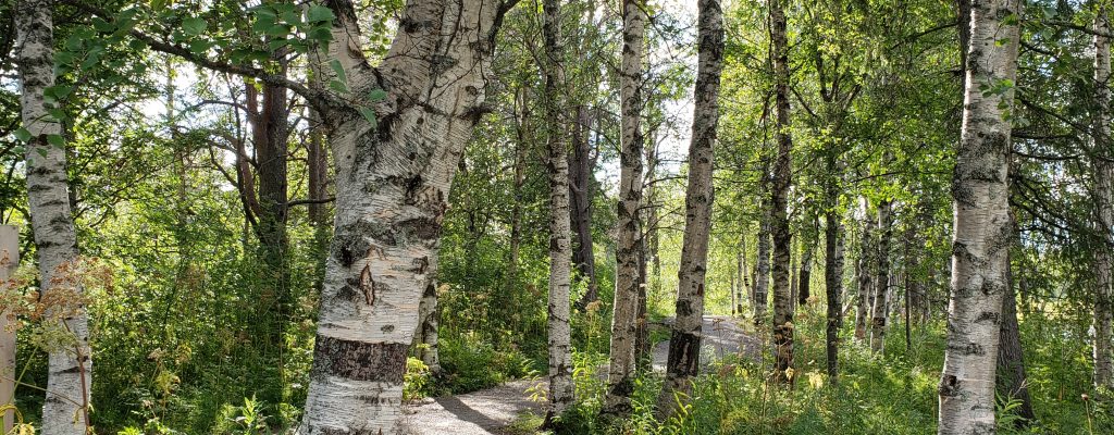 The picture describe the beauty of Rovaniemi nature with a path to the forst and trees