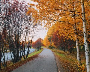 Picture of autumn trees.