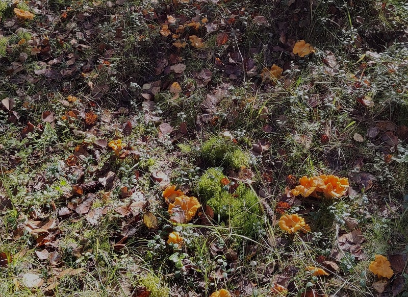 Bright orange chanterelles growing among moss and fallen leaves.