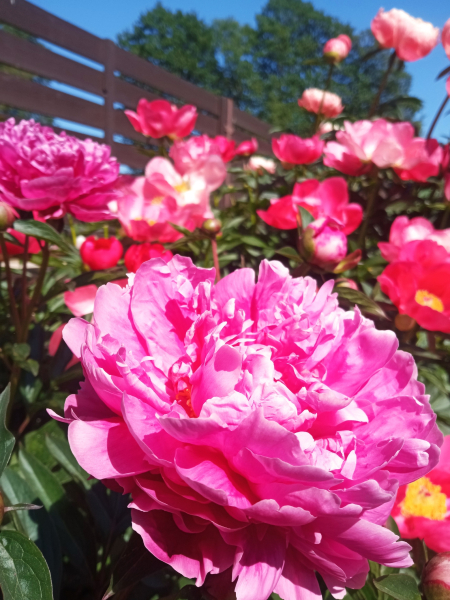 Pink flowers bloom in the rural region
