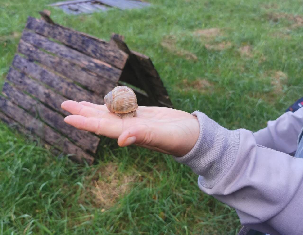 Snails in hand