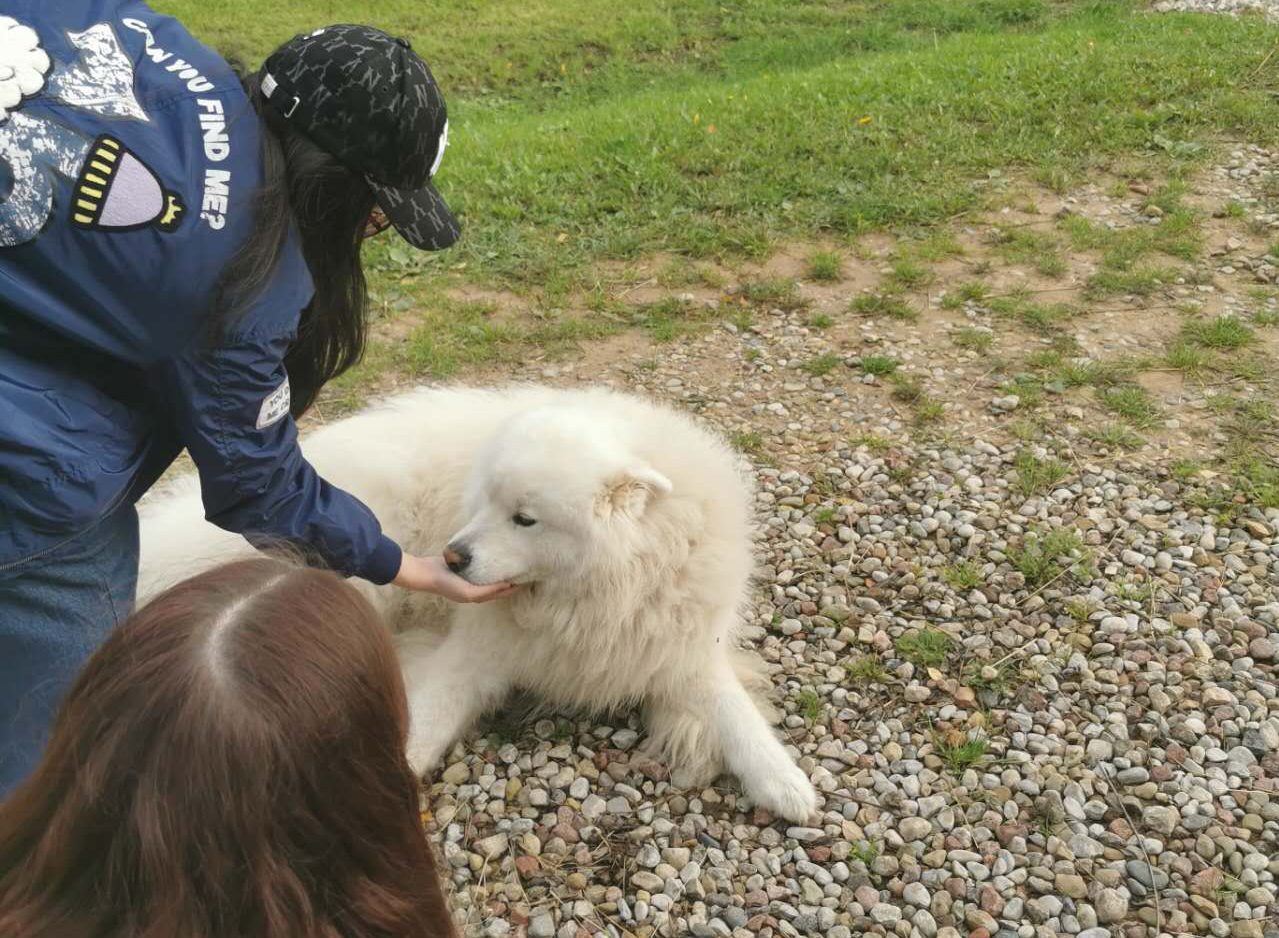 The Adorable Samoyed