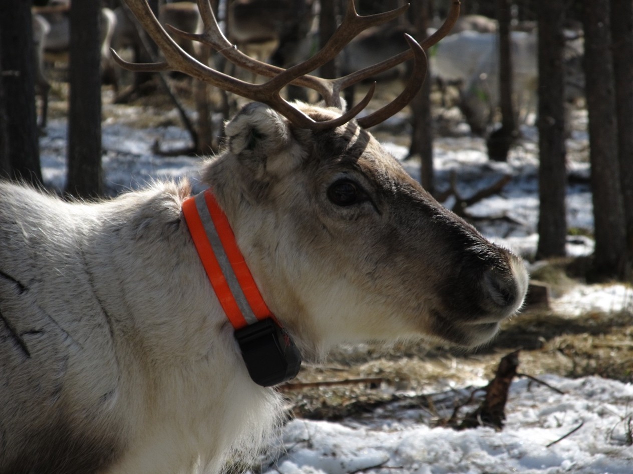 Poro panta kaulassaan.