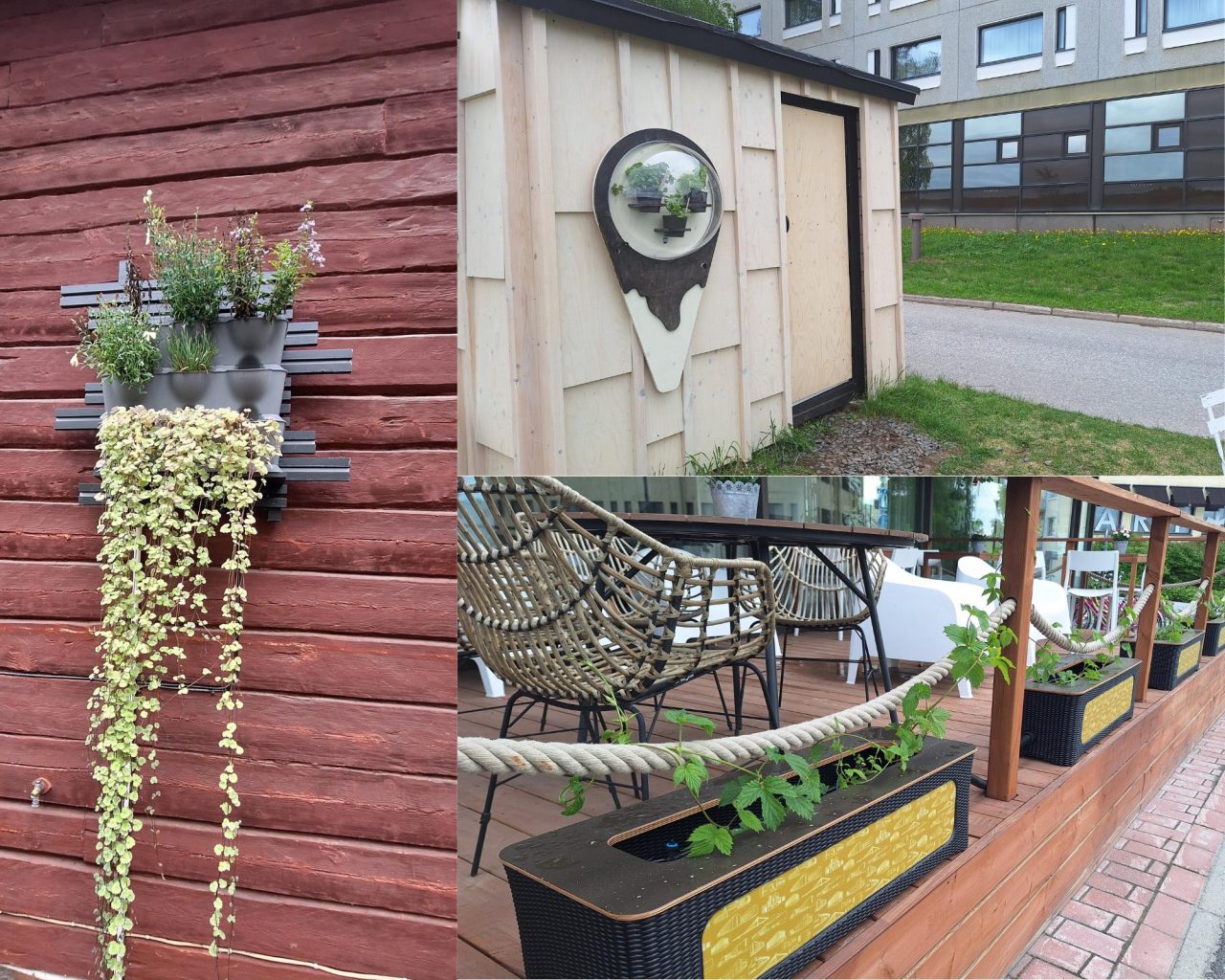 Kasvit kasvavat erilaisissa ruukuissa rakennusten julkisivuilla.