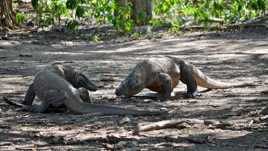 Two Komodo dragons in their natural habitant 