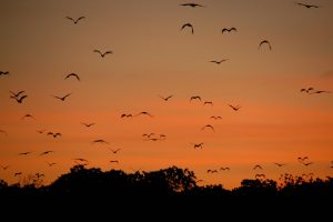 Several bats flying into the sunset 