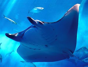 Manta ray swimming in the ocean 