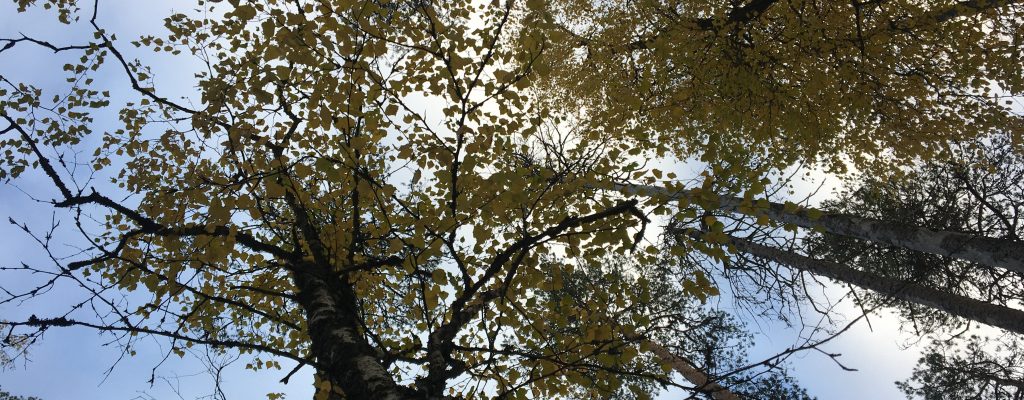 colorful birch trees in autumn