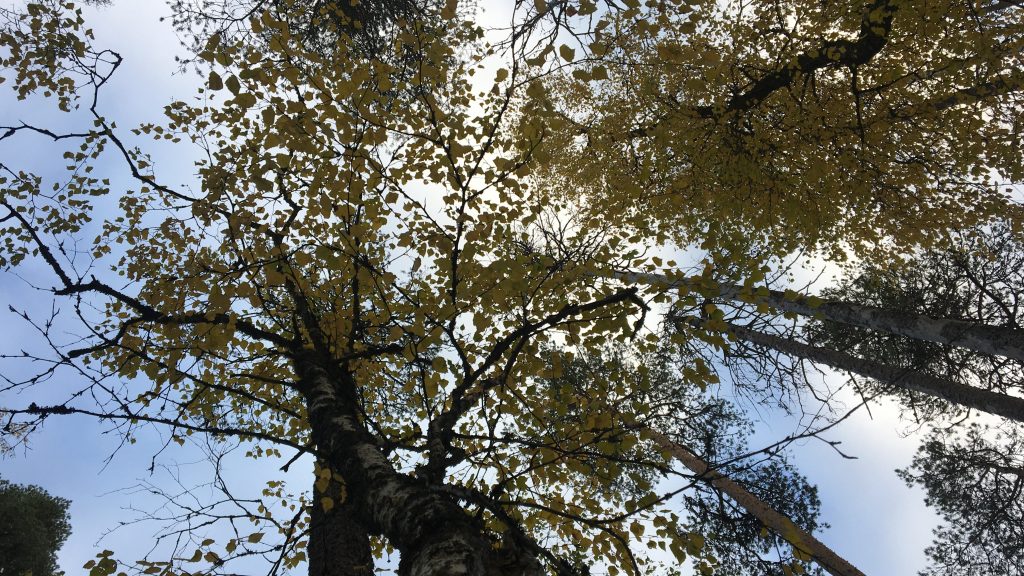 colorful birch trees in autumn