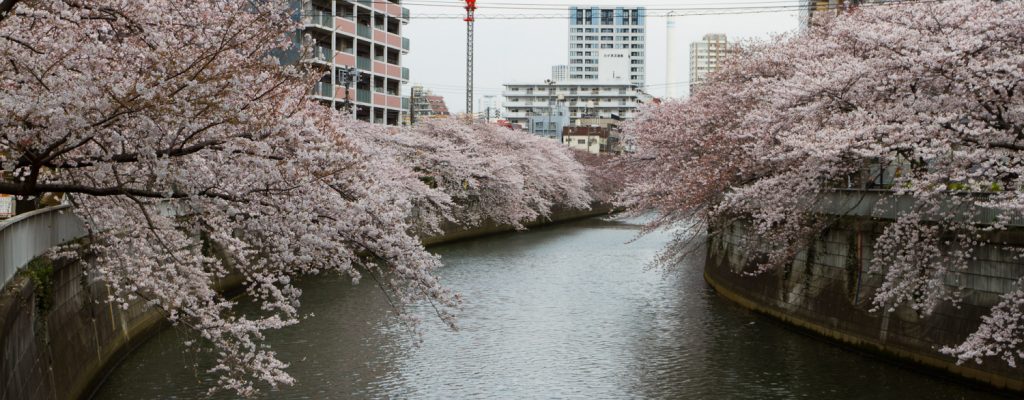 Pink, grey and Japan city