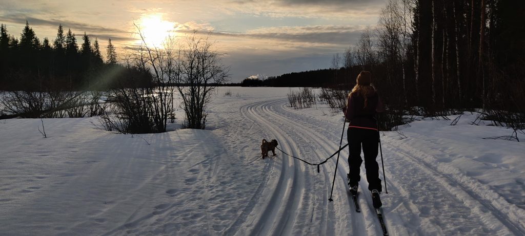 A person is skiing along a track, with a small dog on leash. The sun is shining through a thin cloud.