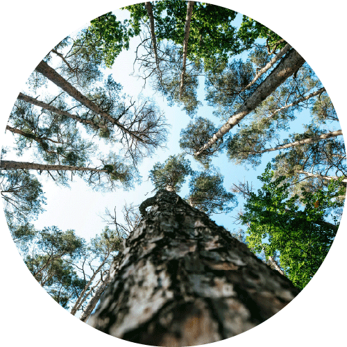 Photo of trees from below by Markus Spiske unsplash.com