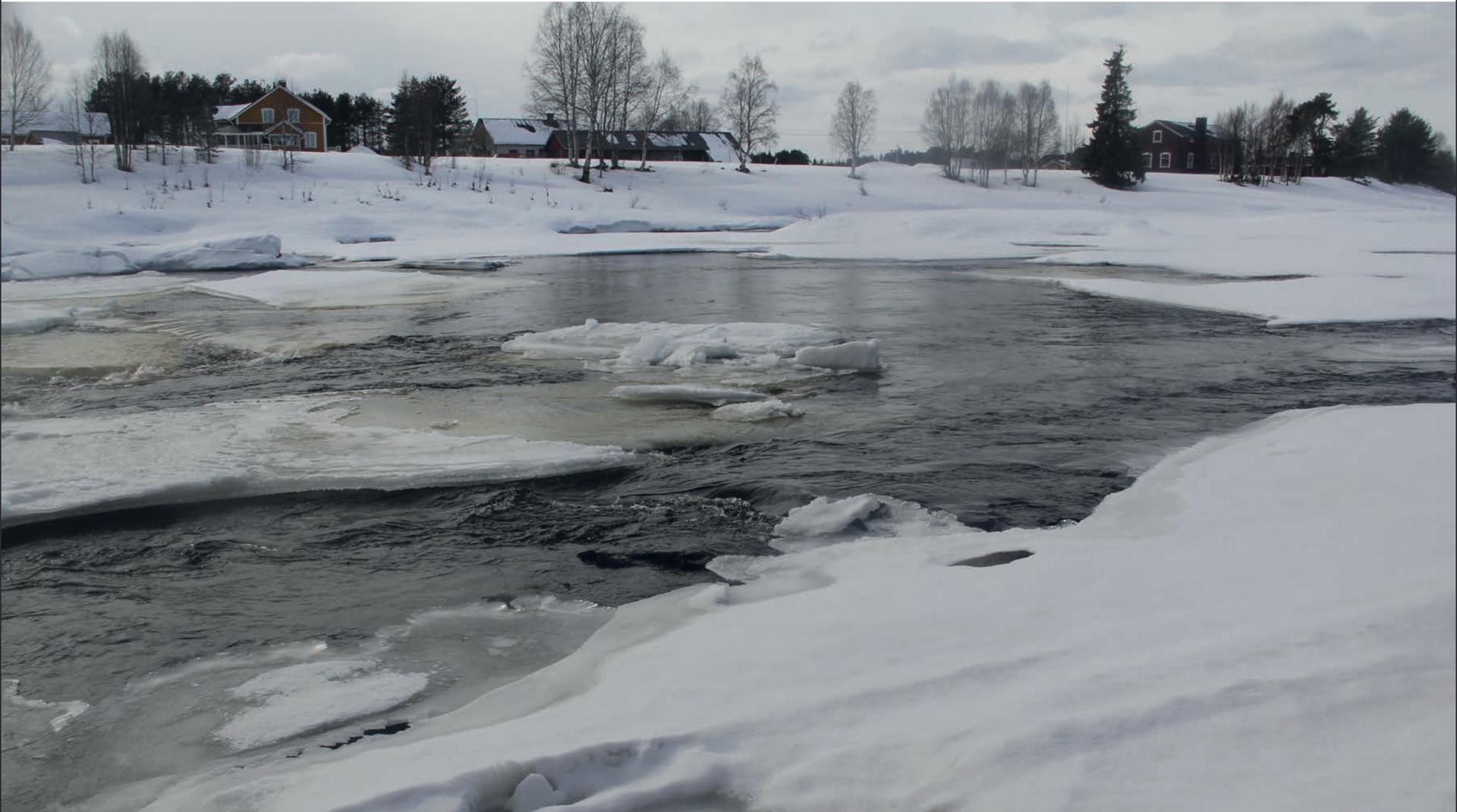Hay Barn Diaries and Capercailzies’ Tails