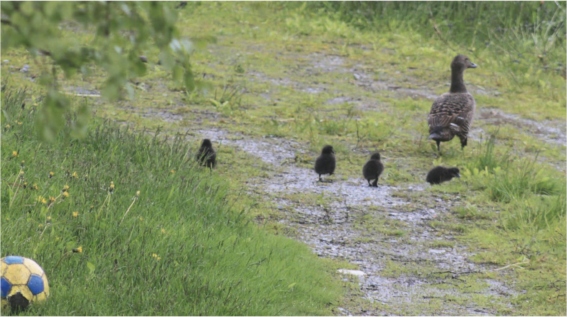 The Precious Eggs of the Eider Duck