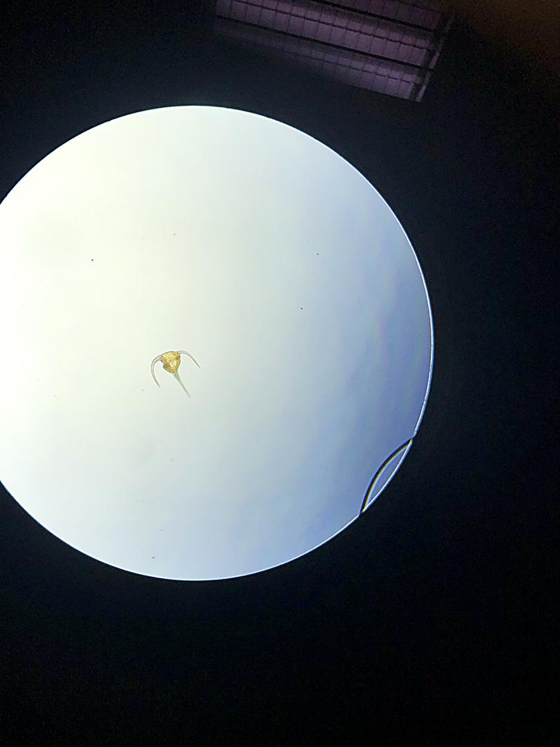 Planktonic Organisms in the Arctic Sea