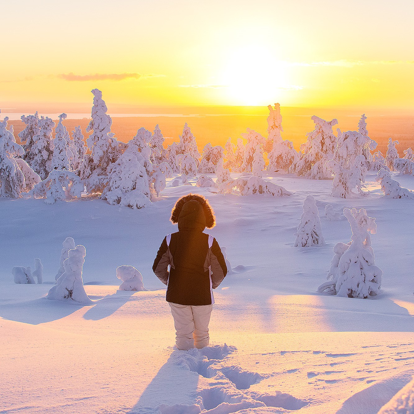 Studying at the University of Lapland