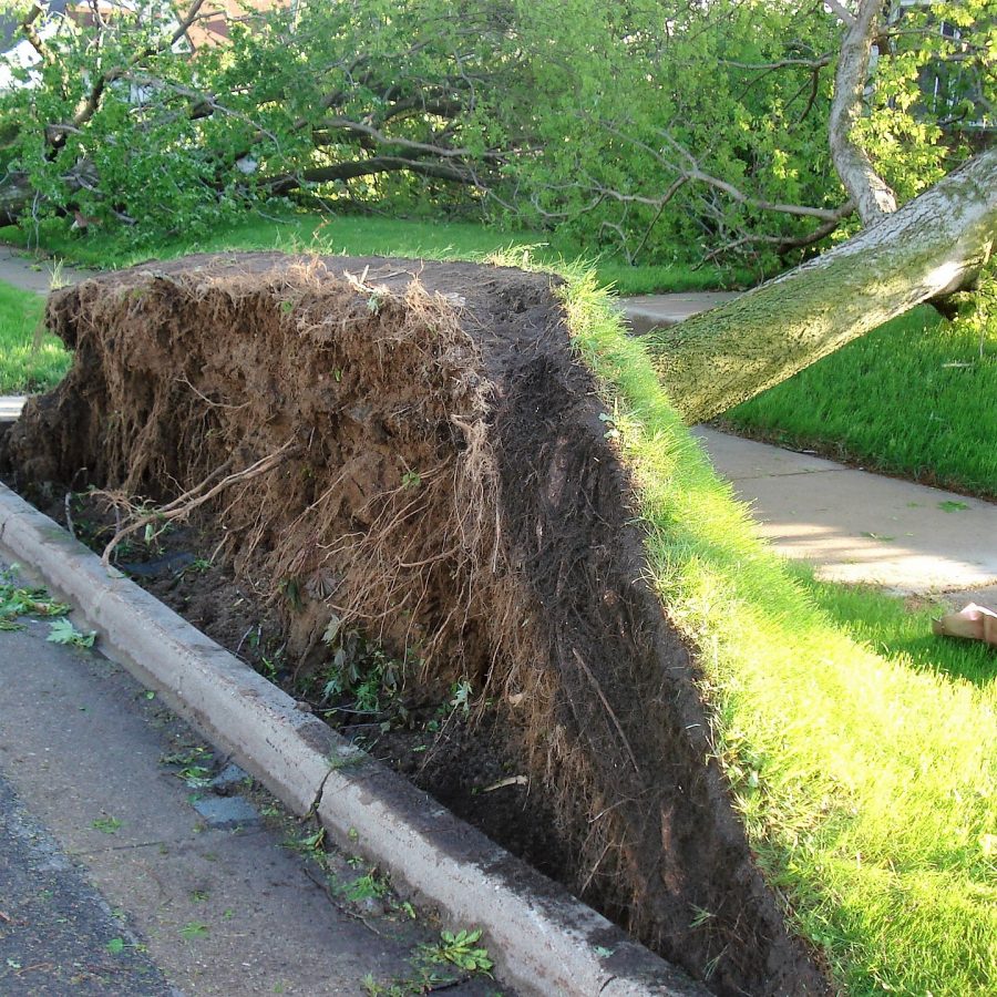Tree ripped out of pavement