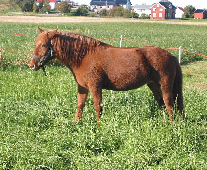 Along the journey: Tornio Valley horse