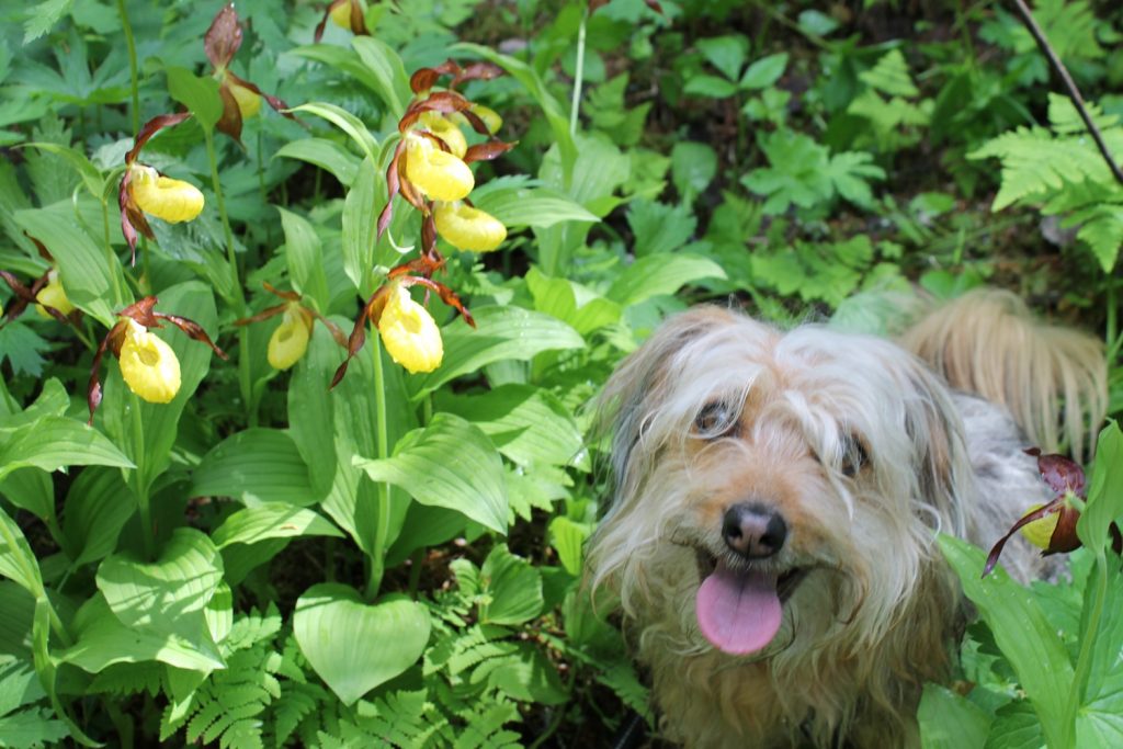 Karvainen, vaaleanruskea koira seisoo metsäisessä ympäristössä vihreiden lehtien keskellä keltaisten tikankontti-kukkien vieressä. Koira katsoo kameraan kieli ulkona ja näyttää iloiselta.